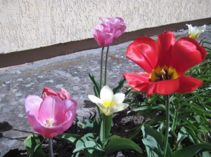 25.04.2014r Wiosna w ogródku kwiatowym