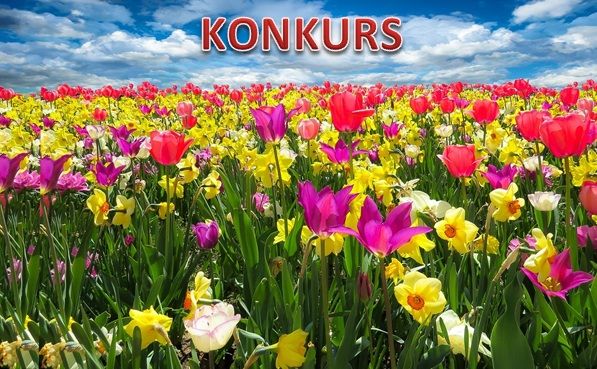 Konkurs