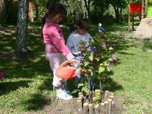 Akcja Zbieramy makulaturę – oszczędzamy lasy