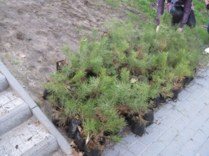 15.04.2011 Drzewko za makulaturę