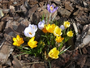 21.03.2012 Powitanie Wiosny