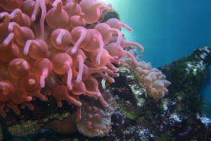 4.06.2012 Wycieczka do Oceanarium w Gdyni