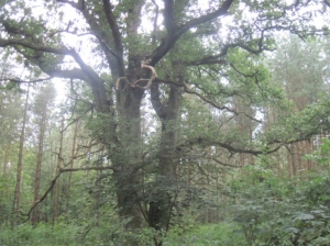 27.09.2012r. Wycieczka do lasu 