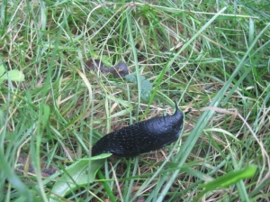 27.09.2012r. Wycieczka do lasu 