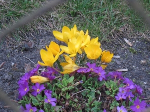 19.04.2013r. Maluszki podglÄdajÄ kury w kurniku