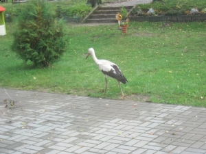 12.06.2013r. Piękny tajemniczy świat - podsumowanie działań rocznego planu 2012/2013