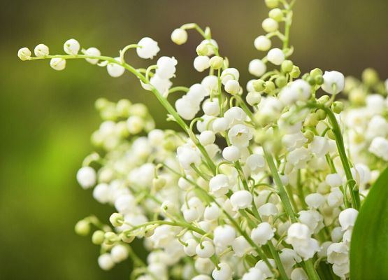 Podziękowania dla Teresy Obidzińskiej grafika