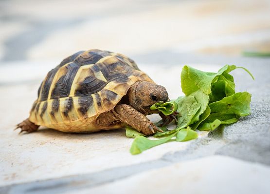 Serdeczne podziękowania  Państwu Ewie i Tadeuszowi Suchodolskim grafika