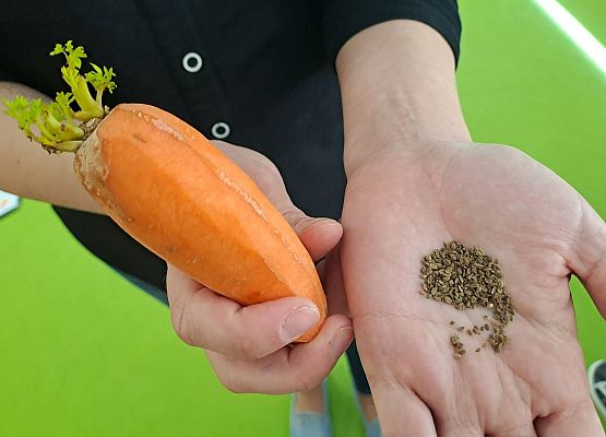 Grafika 103: 04.04.2025 Dzień marchewki