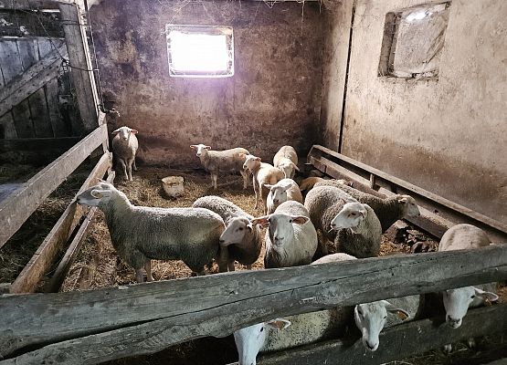 Grafika 54: 15.04.2025 Wycieczka do Gospodarstwa Rolnego Państwa Augustyn