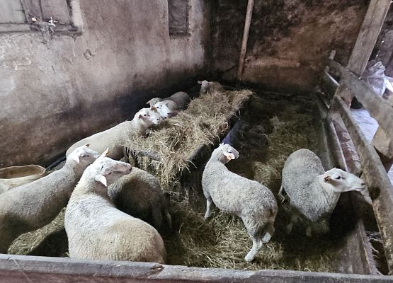 Grafika 55: 15.04.2025 Wycieczka do Gospodarstwa Rolnego Państwa Augustyn