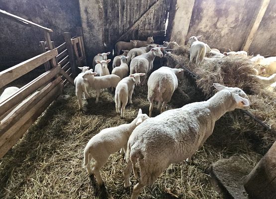 Grafika 59: 15.04.2025 Wycieczka do Gospodarstwa Rolnego Państwa Augustyn