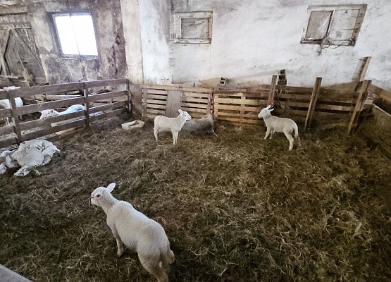 Grafika 60: 15.04.2025 Wycieczka do Gospodarstwa Rolnego Państwa Augustyn