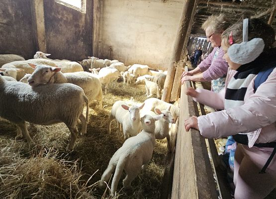Grafika 62: 15.04.2025 Wycieczka do Gospodarstwa Rolnego Państwa Augustyn