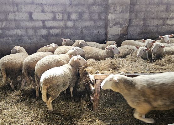 Grafika 66: 15.04.2025 Wycieczka do Gospodarstwa Rolnego Państwa Augustyn