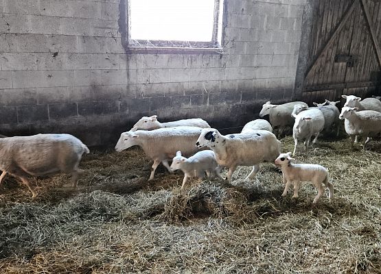 Grafika 67: 15.04.2025 Wycieczka do Gospodarstwa Rolnego Państwa Augustyn