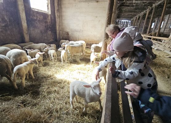 Grafika 69: 15.04.2025 Wycieczka do Gospodarstwa Rolnego Państwa Augustyn