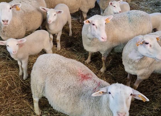 Grafika 154: 15.04.2025 Wycieczka do Gospodarstwa Rolnego Państwa Augustyn