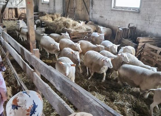 Grafika 158: 15.04.2025 Wycieczka do Gospodarstwa Rolnego Państwa Augustyn