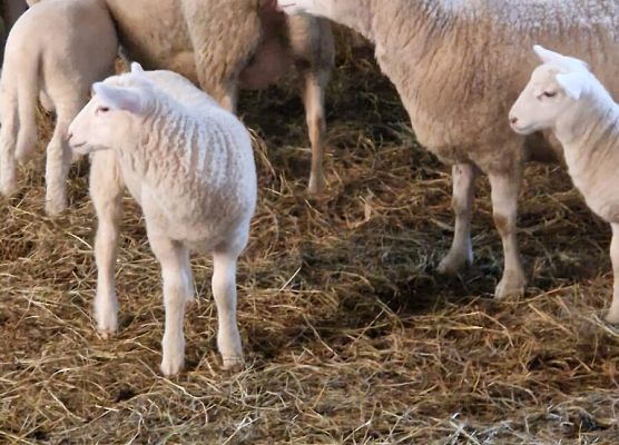 Grafika 160: 15.04.2025 Wycieczka do Gospodarstwa Rolnego Państwa Augustyn