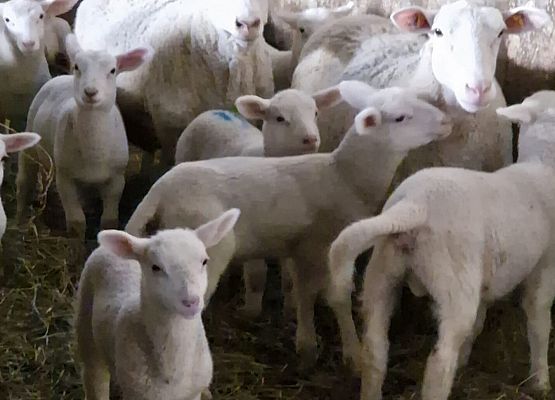 Grafika 166: 15.04.2025 Wycieczka do Gospodarstwa Rolnego Państwa Augustyn