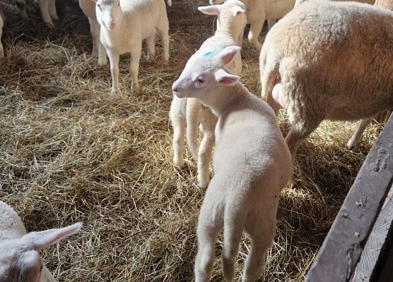 Grafika 167: 15.04.2025 Wycieczka do Gospodarstwa Rolnego Państwa Augustyn