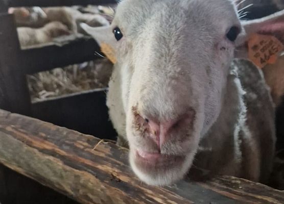 Grafika 170: 15.04.2025 Wycieczka do Gospodarstwa Rolnego Państwa Augustyn