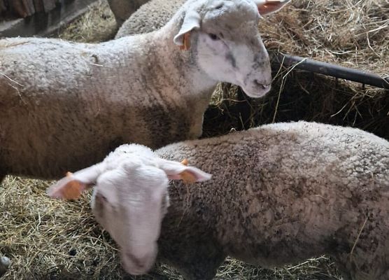 Grafika 172: 15.04.2025 Wycieczka do Gospodarstwa Rolnego Państwa Augustyn