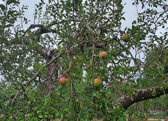 Grafika 9: Wycieczka do sadu!