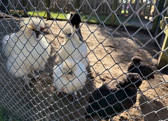 Grafika 6: 24.09.2025 Wycieczka na Farmę Alexa gr I