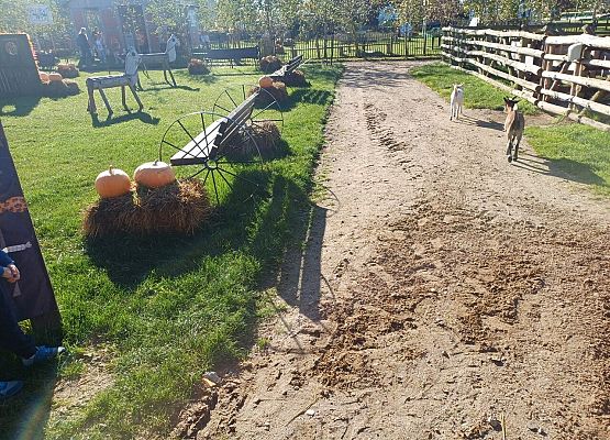 Grafika 52: 24.09.2025 Wycieczka na Farmę Alexa gr II