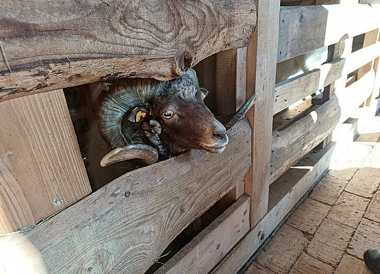 Grafika 51: 24.09.2025 Wycieczka na Farmę Alexa gr II