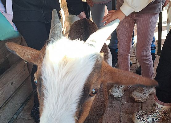 Grafika 60: 24.09.2025 Wycieczka na Farmę Alexa gr III