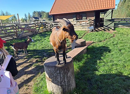 Grafika 57: 24.09.2025 Wycieczka na Farmę Alexa gr III