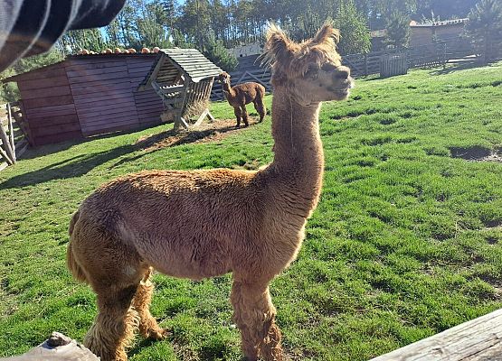 Grafika 66: 24.09.2025 Wycieczka na Farmę Alexa gr III