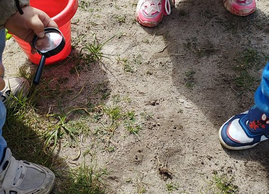 Grafika 20: 08.05.2026 - Mali badacze przyrody - zajęcia edukacyjne w terenie