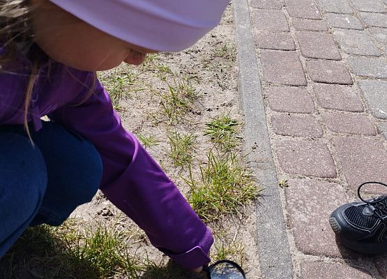 Grafika 17: 08.05.2026 - Mali badacze przyrody - zajęcia edukacyjne w terenie