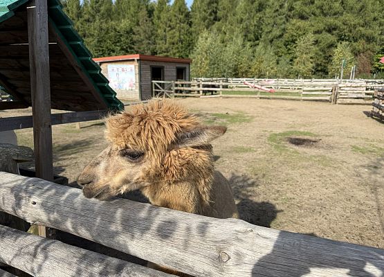 Grafika 115: 29.09.2026 Wycieczka na Farmę Alexa!