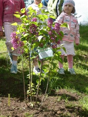 Grafika #4: 2008-05-21 - Sadzimy krzew zakupiony z pieniędzy pozyskanych ze sprzedaży makulatury