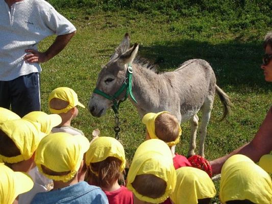 Grafika #9: 2008-06-03 - Maluchy na wycieczce w Mini ZOO w Charbrowie