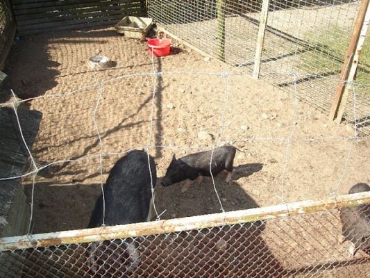 Grafika #34: 2008-06-03 - Maluchy na wycieczce w Mini ZOO w Charbrowie