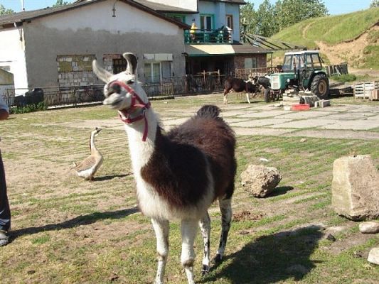 Grafika #38: 2008-06-03 - Maluchy na wycieczce w Mini ZOO w Charbrowie