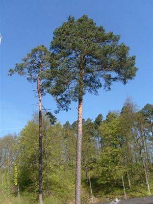 Grafika #0: 2008-05-06 - Wycieczka do Drętowa