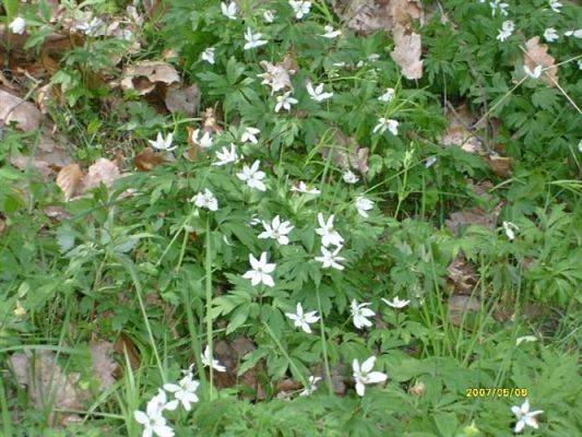 Grafika #4: 2008-05-06 - Wycieczka do Drętowa