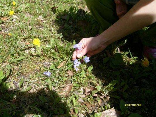 Grafika #5: 2008-05-06 - Wycieczka do Drętowa