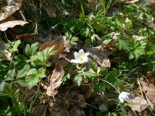 Grafika #7: 2008-05-06 - Wycieczka do Drętowa