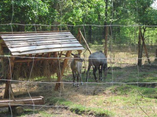 Grafika #40: 11.06.2010 - Wycieczka do Parku Jurajskiego w Łebie