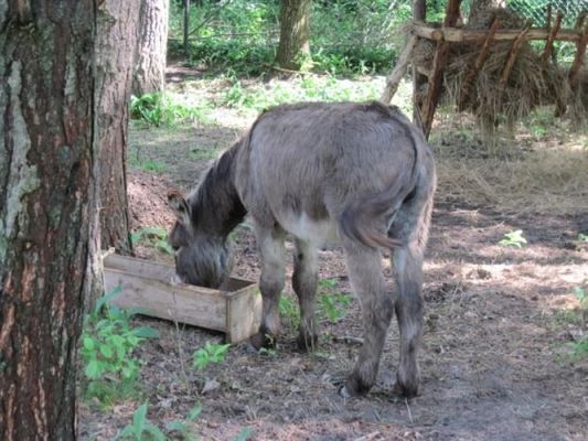 Grafika #41: 11.06.2010 - Wycieczka do Parku Jurajskiego w Łebie