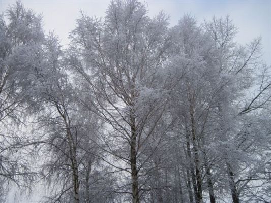 Grafika #1: 26.11.2010 - Powitaliśmy pierwszy śnieg