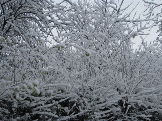 Grafika #8: 26.11.2010 - Powitaliśmy pierwszy śnieg